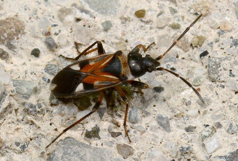 Lygaeidae da conf./det.
